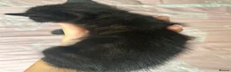 Mixed Breed cats for sale: 3 Kittens ready now  - Advert 4