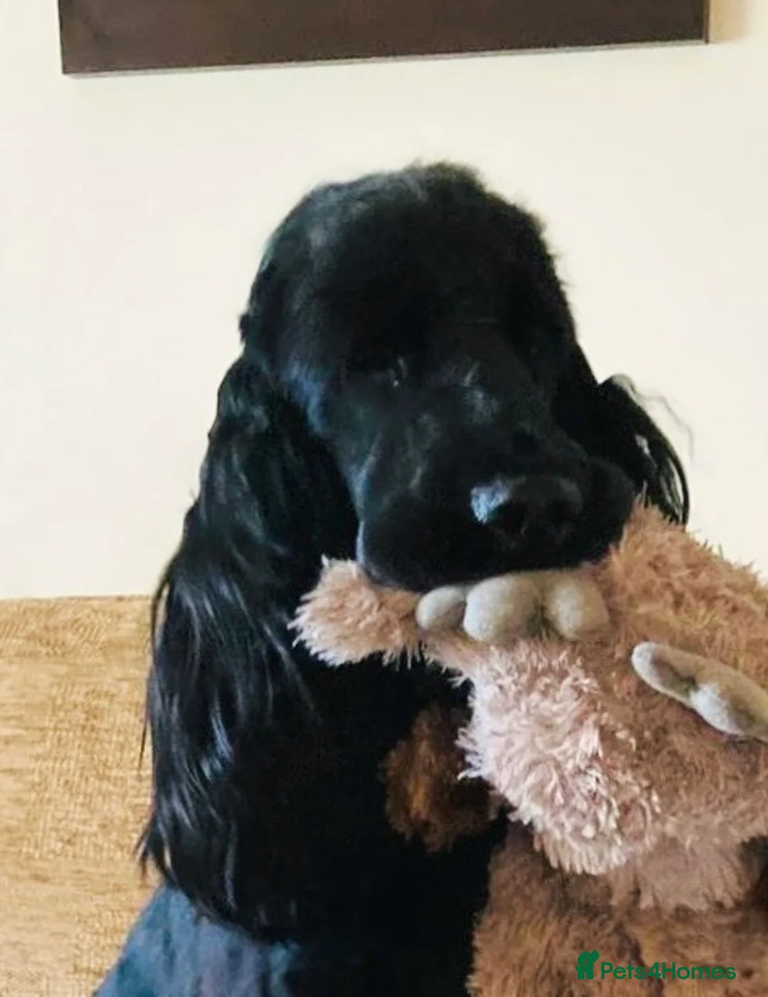 Cocker Spaniel dogs for sale: Prudence 10 month old black Cocker Spaniel bitch  in Whitehaven - Advert 1