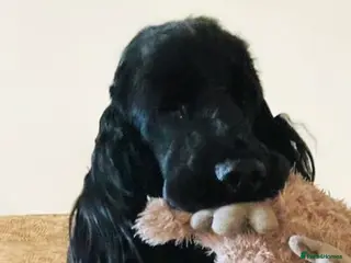 Cocker Spaniel dogs Prudence 10 month old black Cocker Spaniel bitch - Advert 1