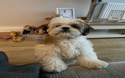 Mixed Breed dogs for sale: Shihtzu crossed with lhasa apso - Image 4