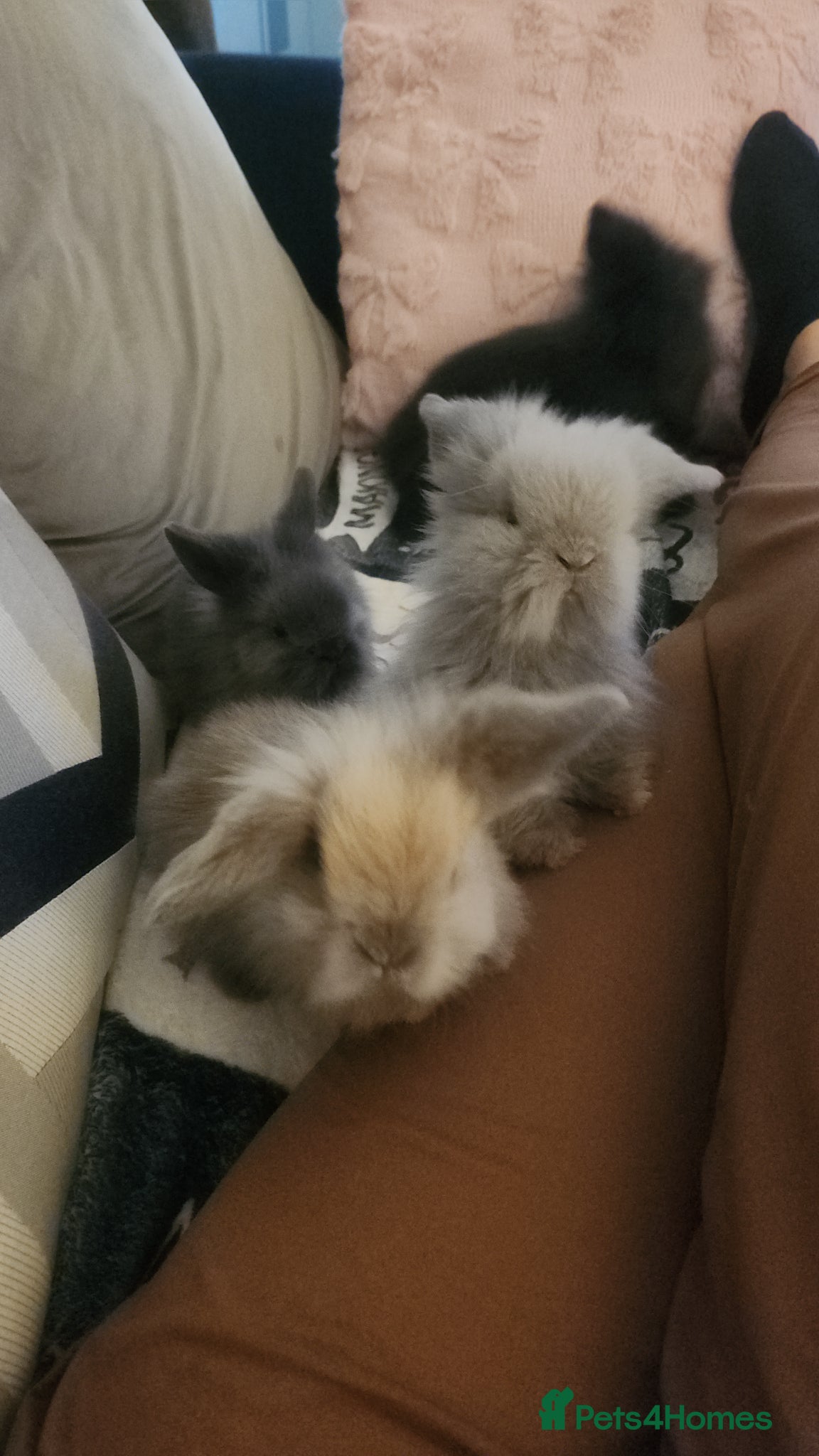 Mini Lion Lop rabbits Mini lion lops for sale - Advert 15