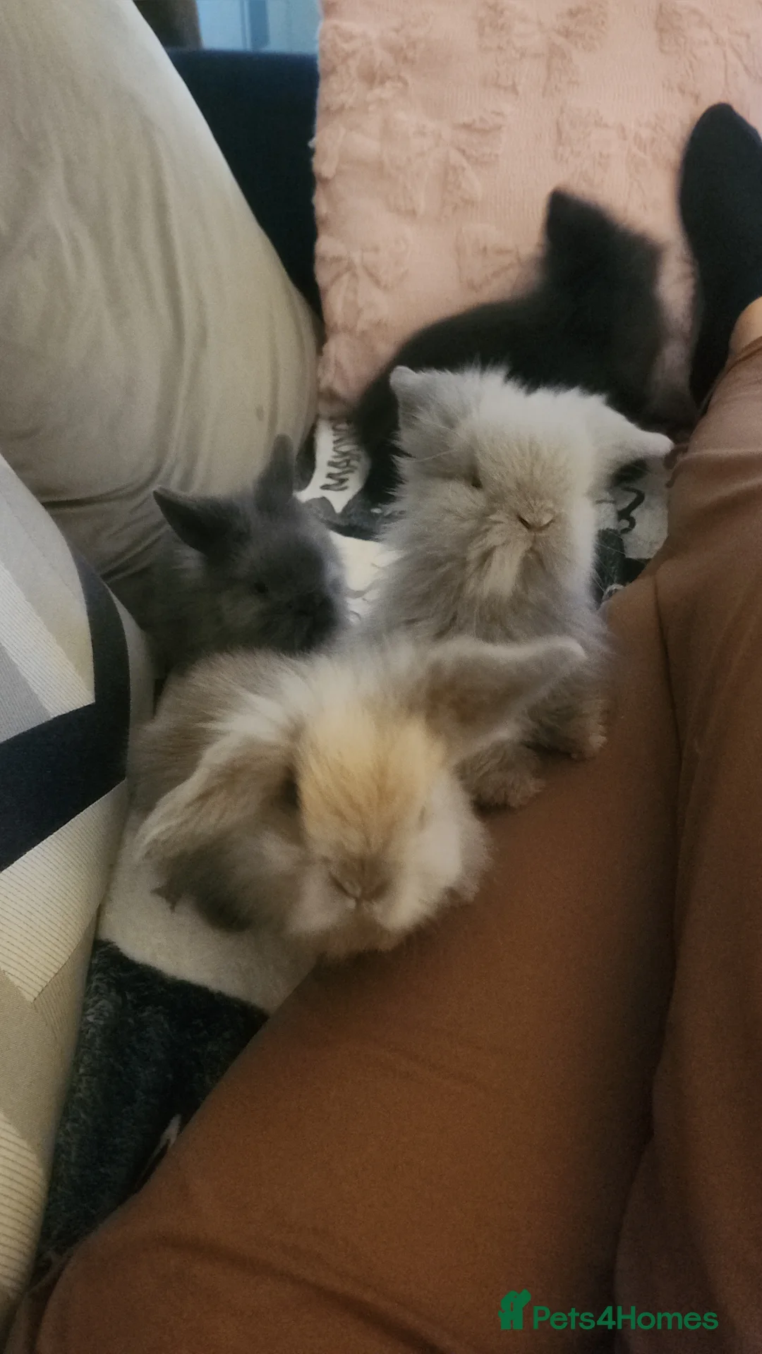 Mini Lion Lop rabbits for sale: Mini lion lops for sale in Saint Helens - Advert 1