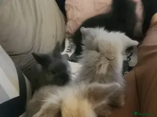 Mini Lion Lop rabbits Mini lion lops for sale - Advert 6