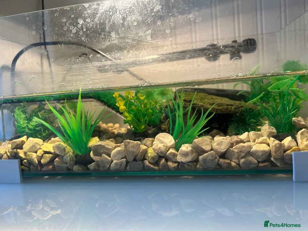 Turtle reptiles for sale: Black musk turtle  - Advert 5