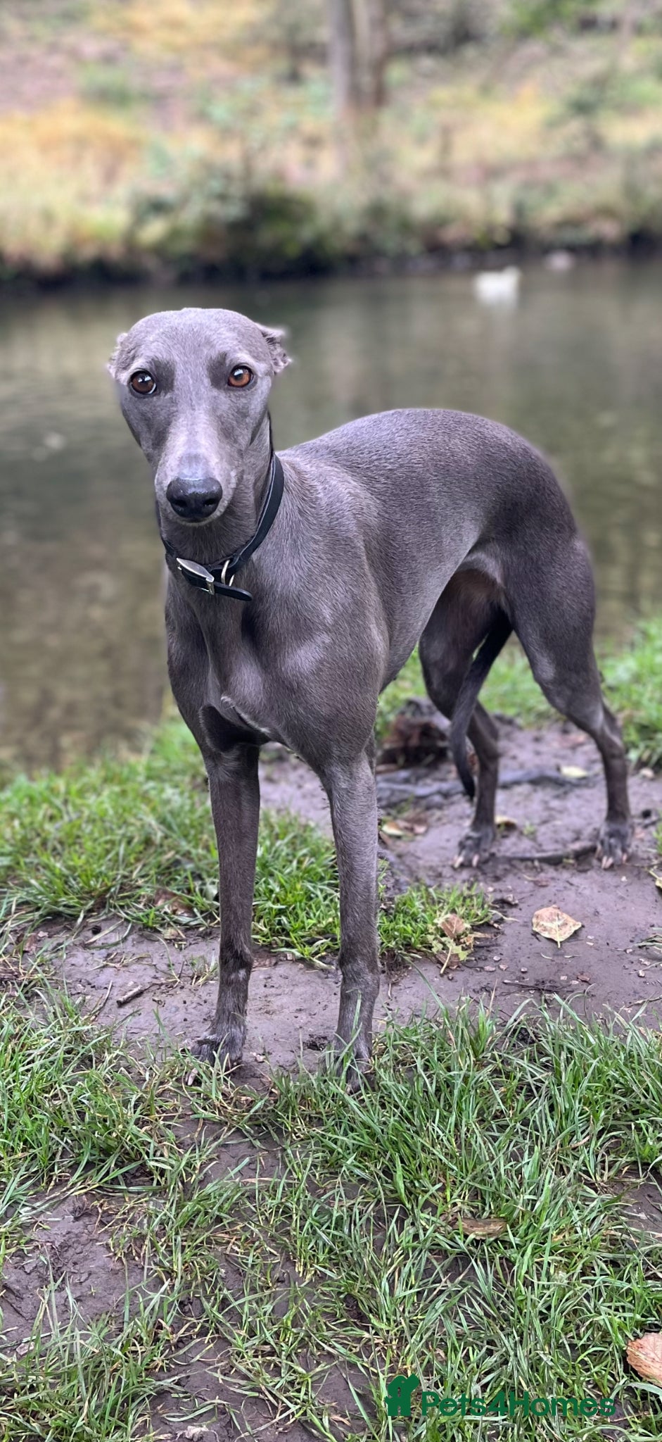 Whippet dogs Beautiful  KC whippet puppies  - Advert 3