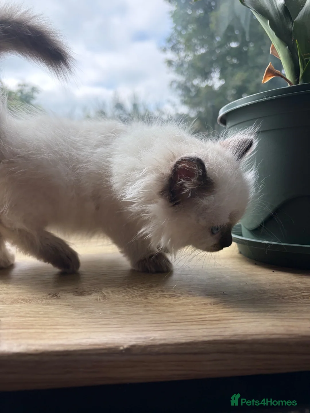 Ragdoll cats for sale: Amazing pure ragdolls  - Advert 15