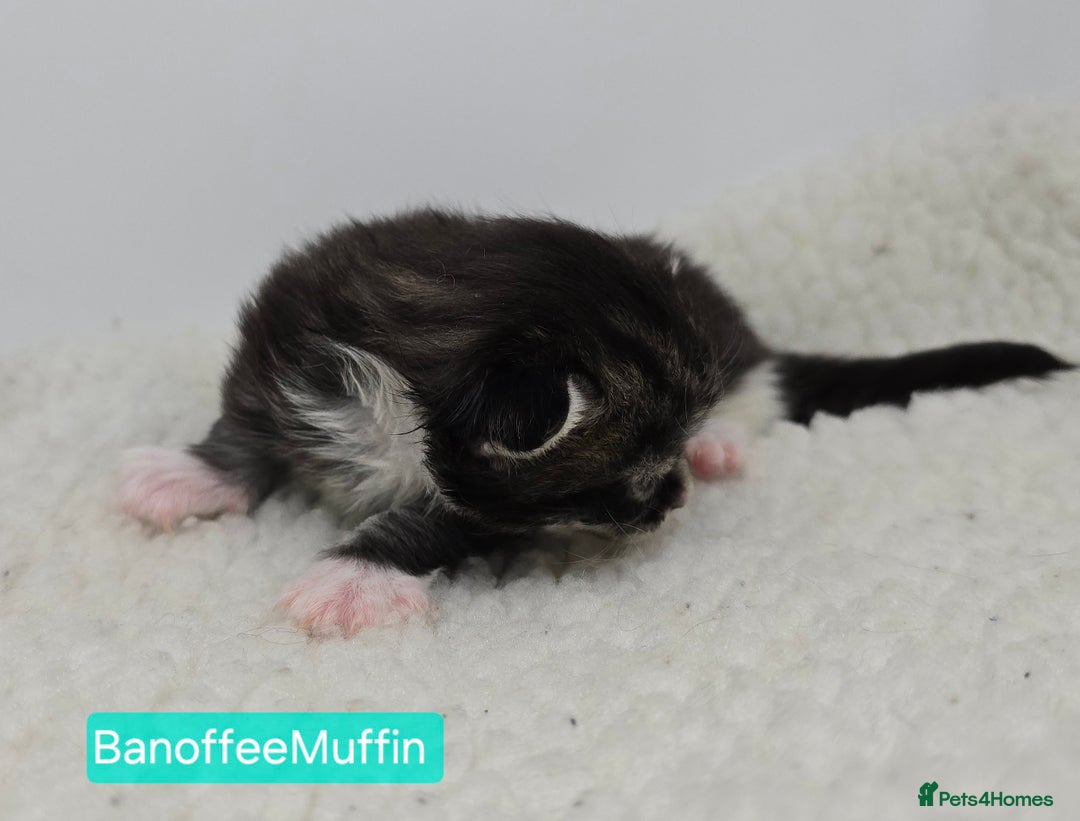 Maine Coon cats for sale: Maine Coon Kittens (Russian & Golden lines) - Advert 9