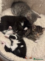 Mixed Breed cats - Advert 5
