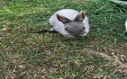 Mini Lop rabbits for sale: 2 female rabbits for sale  - Image 4
