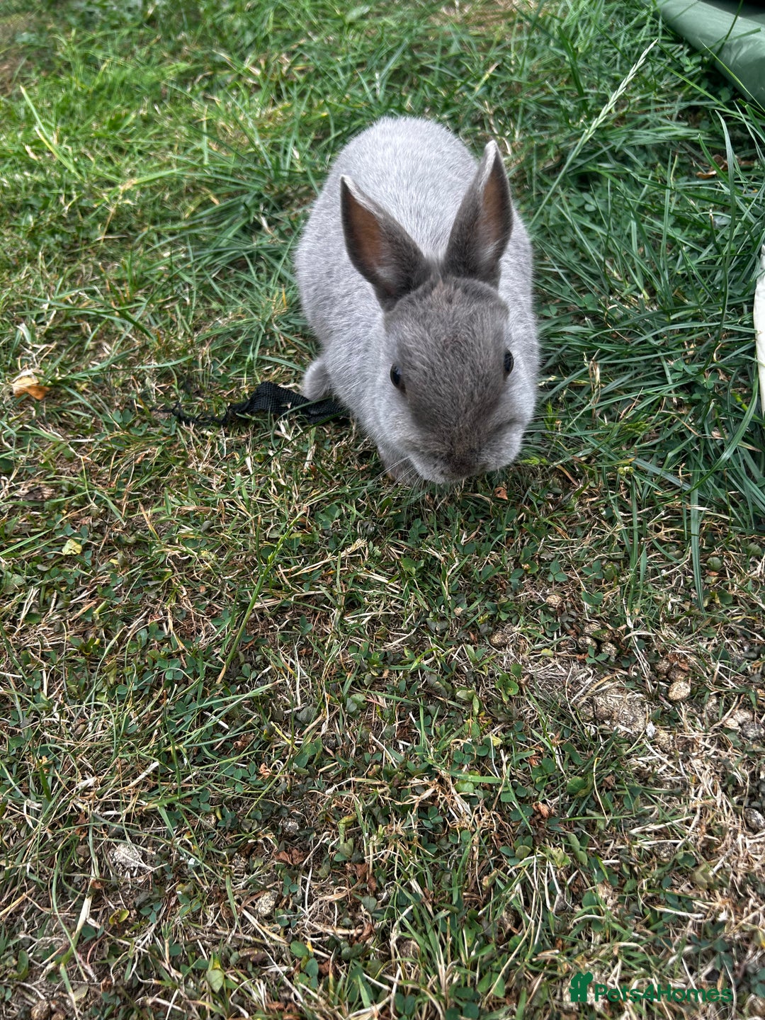 Mini Lop rabbits for sale: 2 female rabbits for sale  - Image 4