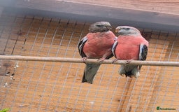 Parakeets birds for sale: Bourkes - Image 2