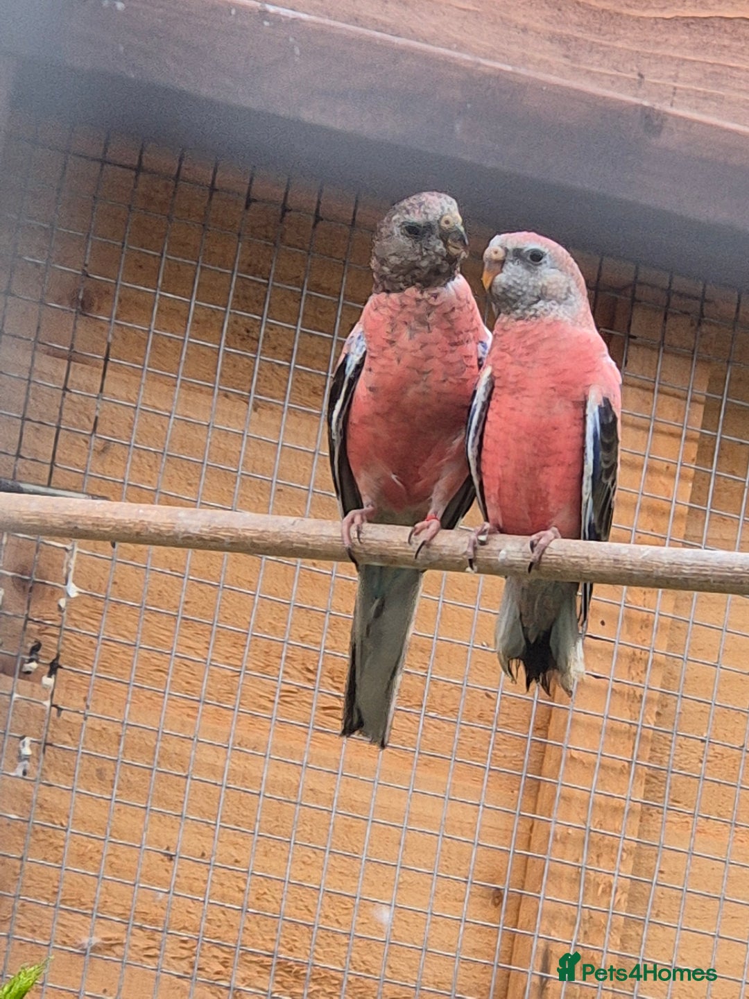 Parakeets birds for sale: Bourkes - Image 2