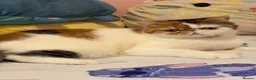 Exotic cats for sale: Exotic girl  - Advert 2