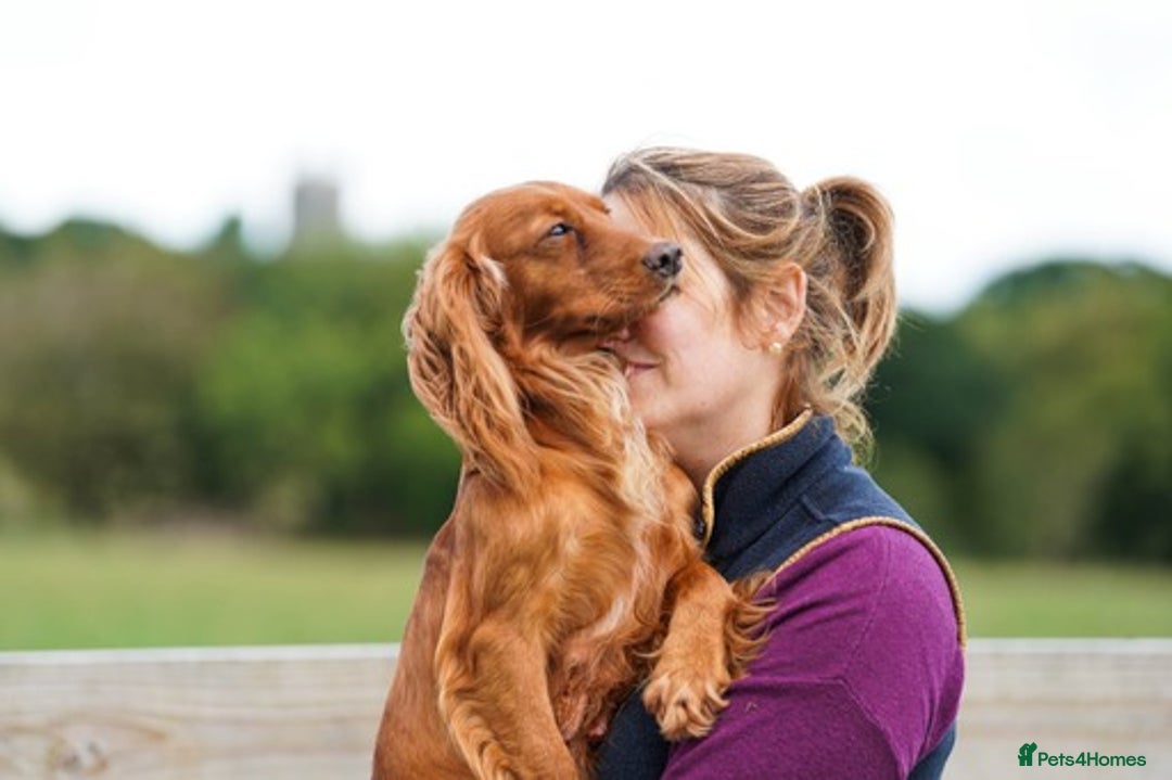 Cocker Spaniel dogs for sale: Handsome Golden Cocker Boys - Image 11