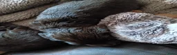 Cocker Spaniel dogs for sale: Show x working Cocker spaniel puppies Liver/golden - Advert 9