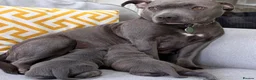 Staffordshire Bull Terrier dogs for sale: Blue Staffordshire Bull Terrier Puppies - Advert 2