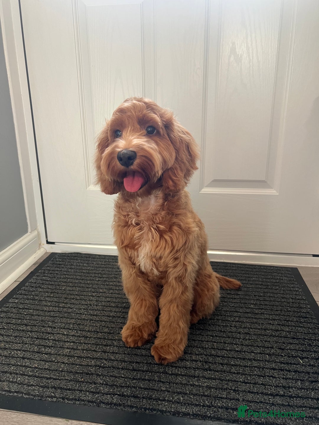 Cockapoo dogs for sale: Female Cockapoo 6 months old  - Advert 1