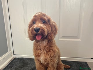 Cockapoo dogs Female Cockapoo 6 months old - Advert 10