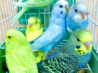 Budgerigars birds Beautiful Baby Budgies & Cages -Various Mutations! - Advert 6