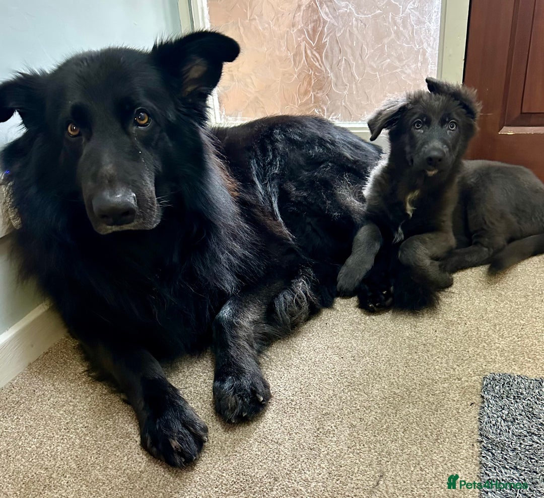 German Shepherd dogs for sale: Beautiful Blue and Black GSD puppies - Advert 10