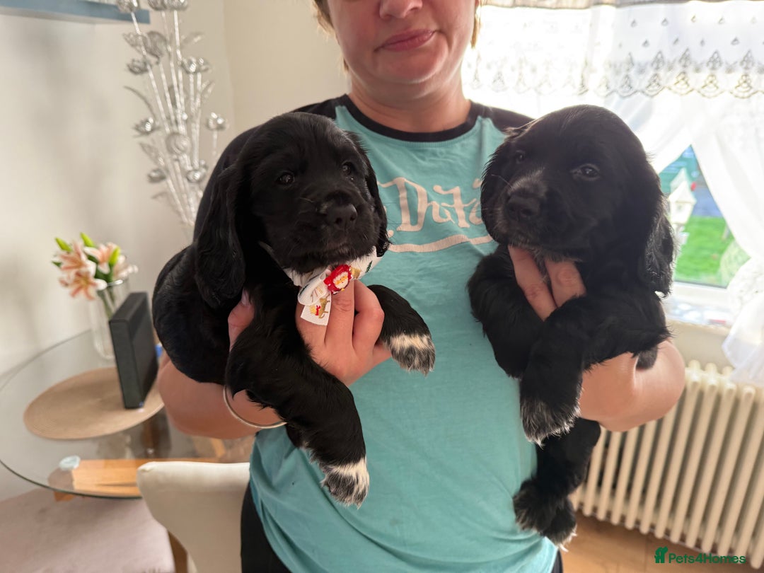 English Springer Spaniel dogs for sale: Spaniel puppies ready to go today!!! - Advert 5