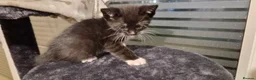 Domestic Shorthair cats for sale: Adventurous, adorable kittens looking for homes - Advert 4