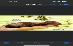 Dachshund dogs for sale: True to type Dashound chocolate and tan - Image 4