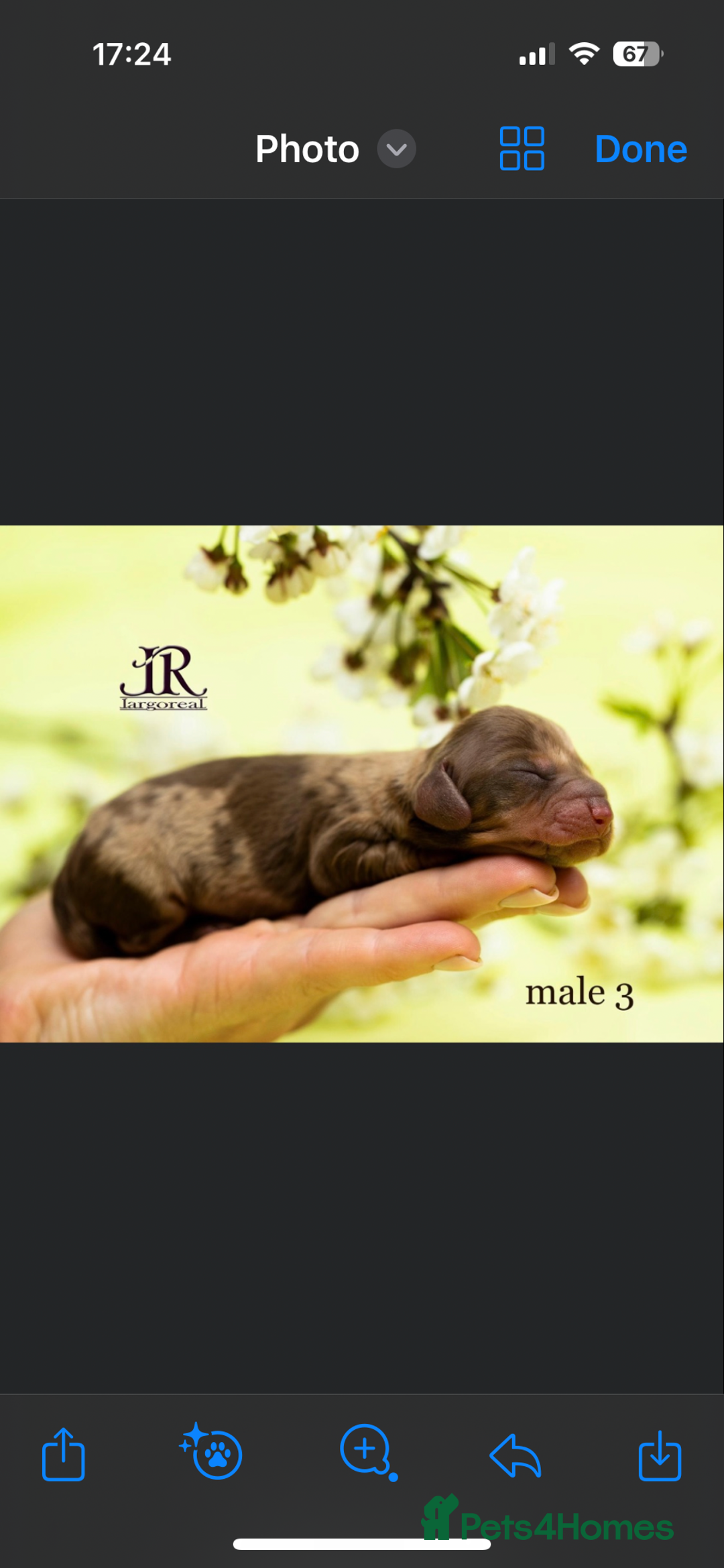 Dachshund dogs for sale: True to type Dashound chocolate and tan - Image 4
