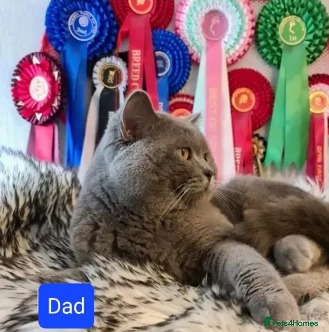 British Shorthair cats for sale: GCCF Lilac Blue & Bicolor quality BSH kittens  - Image 21