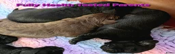 Cockerdor dogs for sale: Beautiful Cockerdor Puppies  - Advert 2