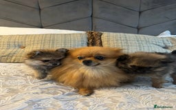 Pomeranian dogs for sale: Full Pomerianians X Small Breed - Image 6