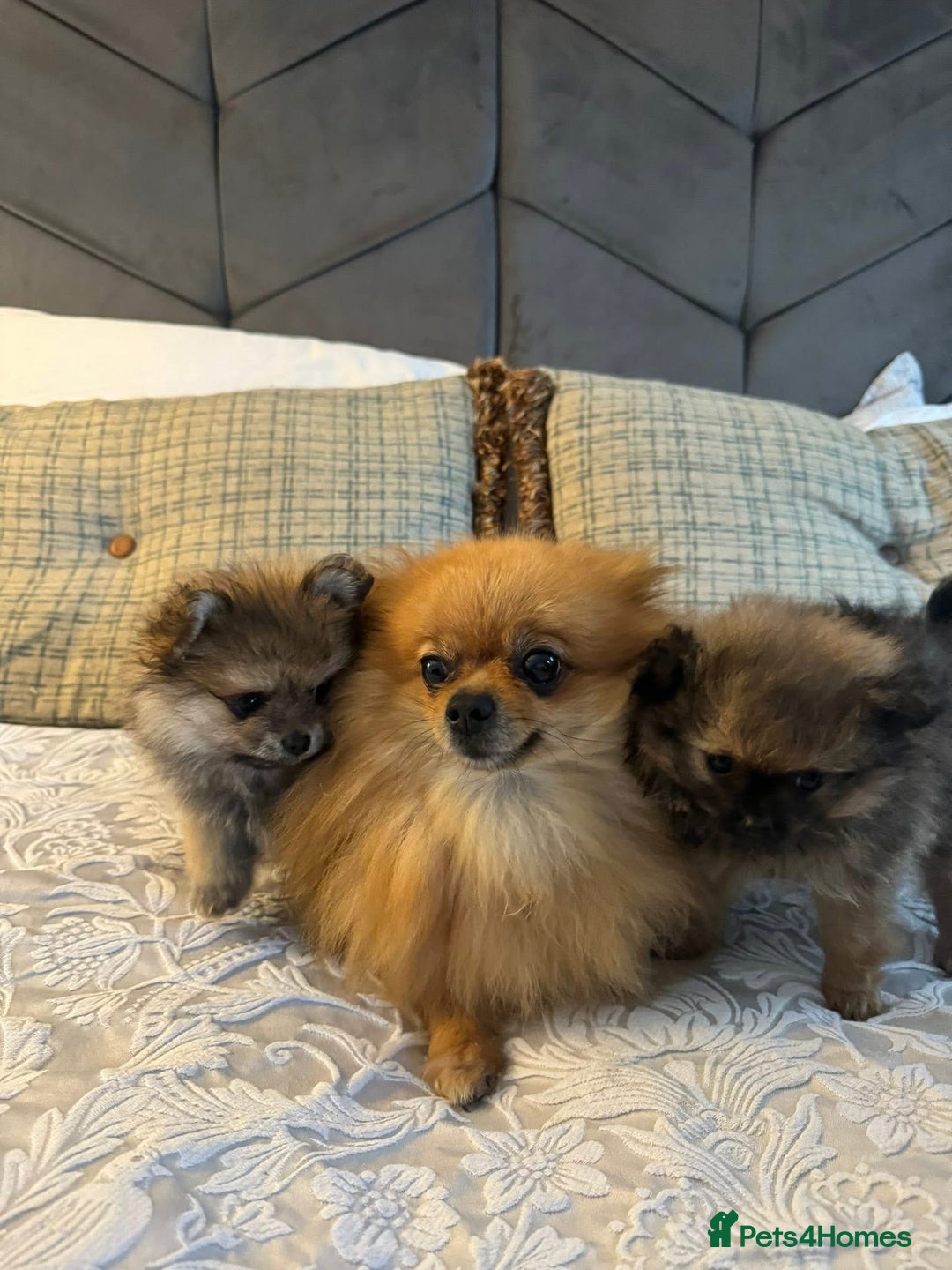 Pomeranian dogs for sale: Full Pomerianians X Small Breed - Image 6