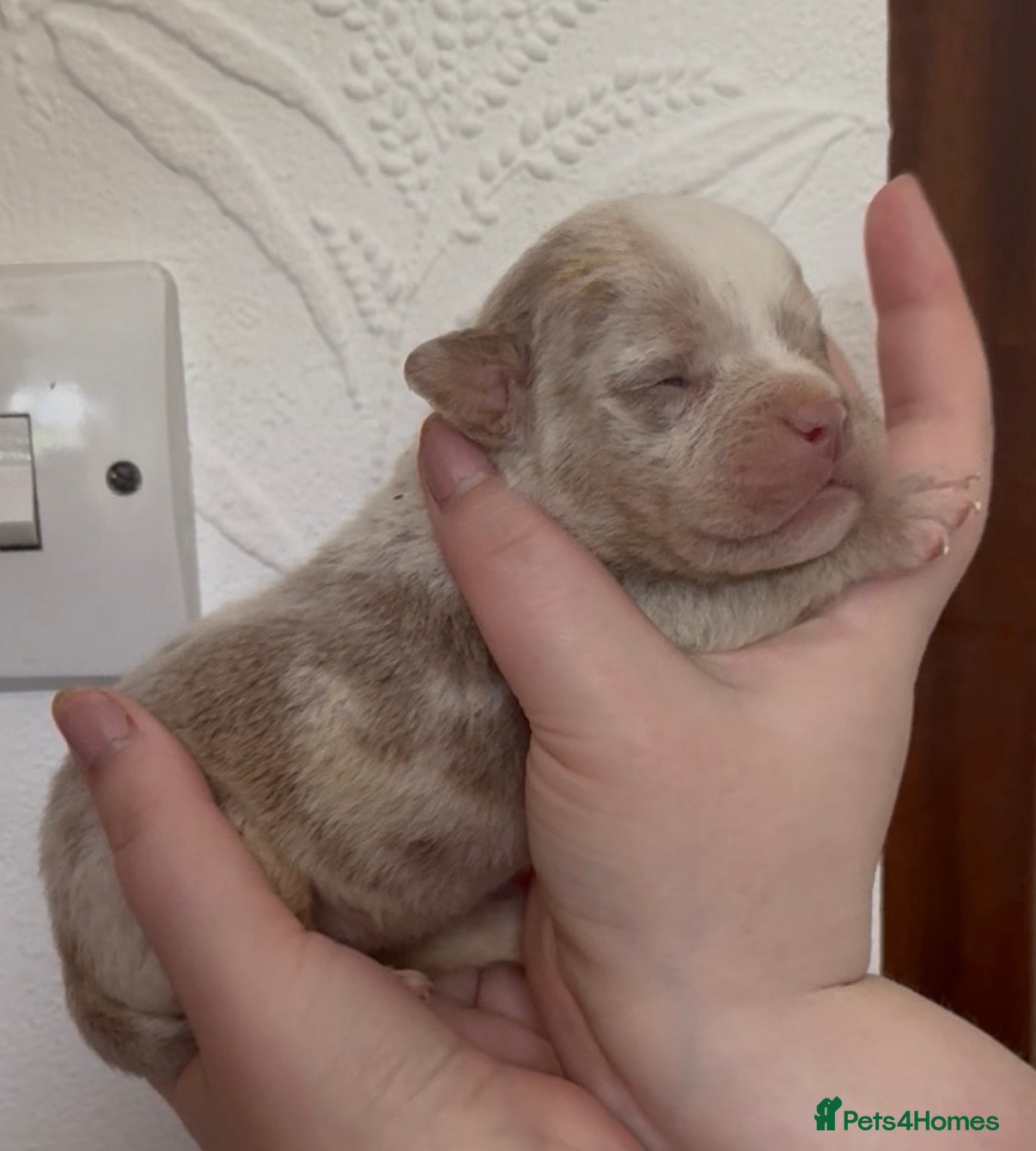 Olde English Bulldogge dogs 7 old tyme bulldog puppies available  - Advert 3