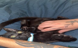 Domestic Shorthair cats for sale: Male black kitten - Image 2