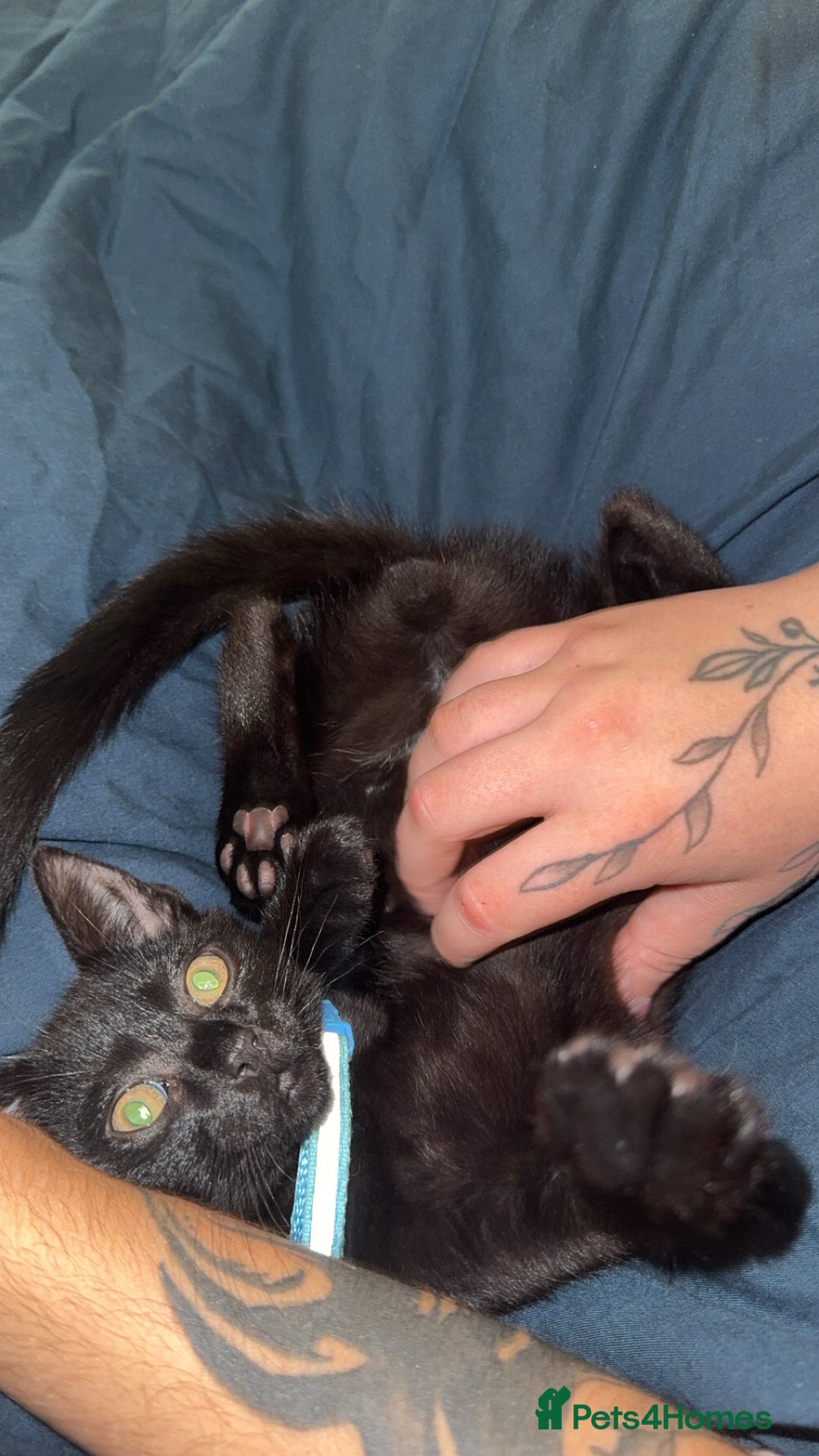 Domestic Shorthair cats for sale: Male black kitten - Image 2
