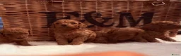 Cavapoo dogs for sale: Stunning deep red TOY cavapoo pups - Advert 12