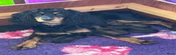 Mixed Breed dogs for sale: Cocker x puppies  - Advert 26
