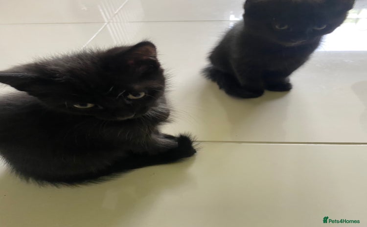 Mixed Breed cats for sale - Advert 1