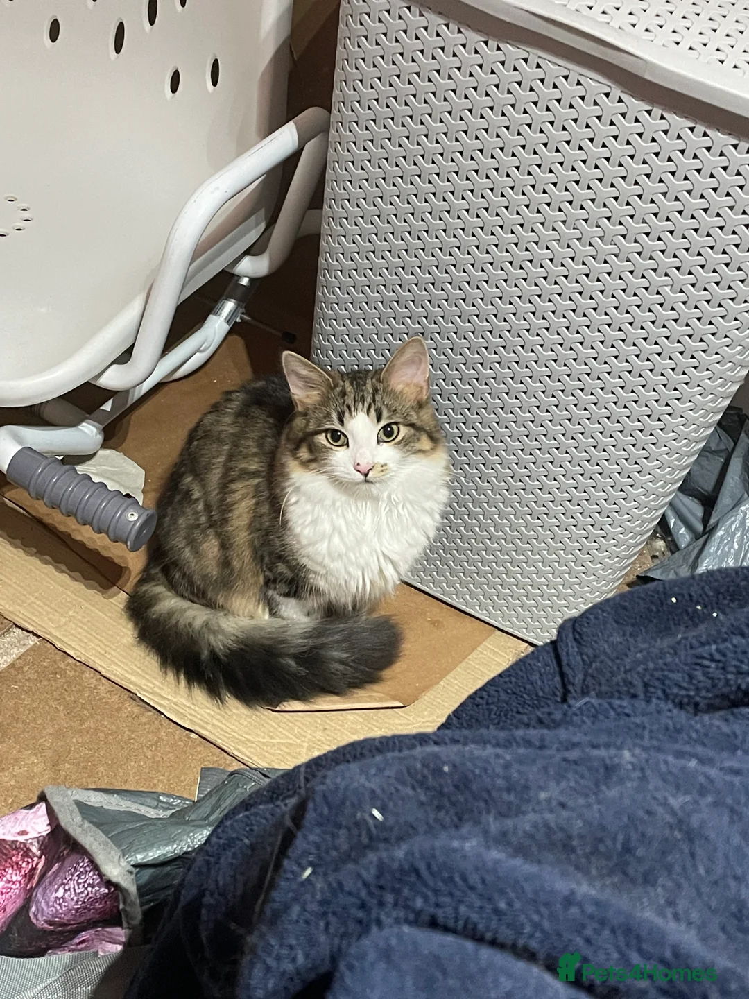 Siberian cats for sale: Michek Gorgeous Boy - Advert 3