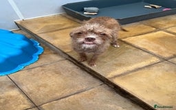 Mixed Breed dogs for sale: Beautiful Bosipoo Girl for sale - Image 2