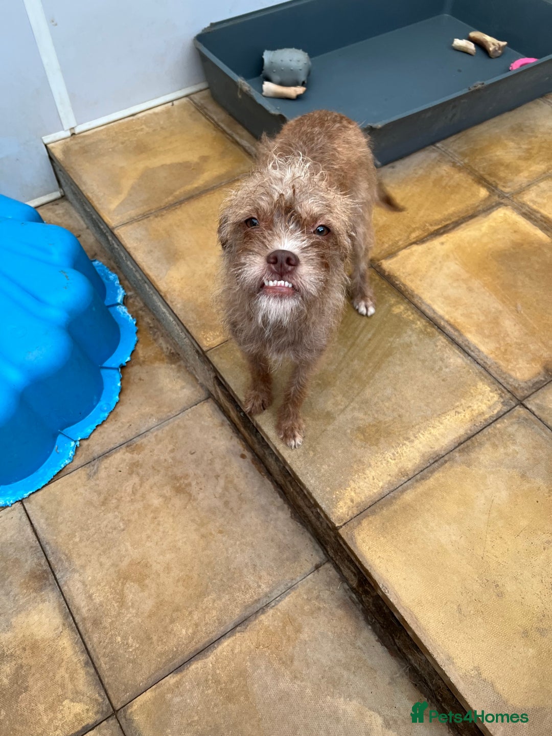 Mixed Breed dogs for sale: Beautiful Bosipoo Girl for sale - Image 2