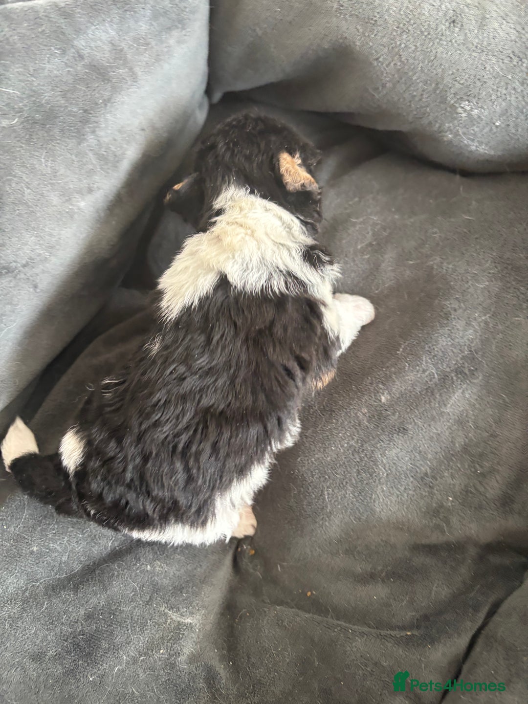 Fox Terrier dogs for sale: Stunning wire fox terrier puppies  - Image 22
