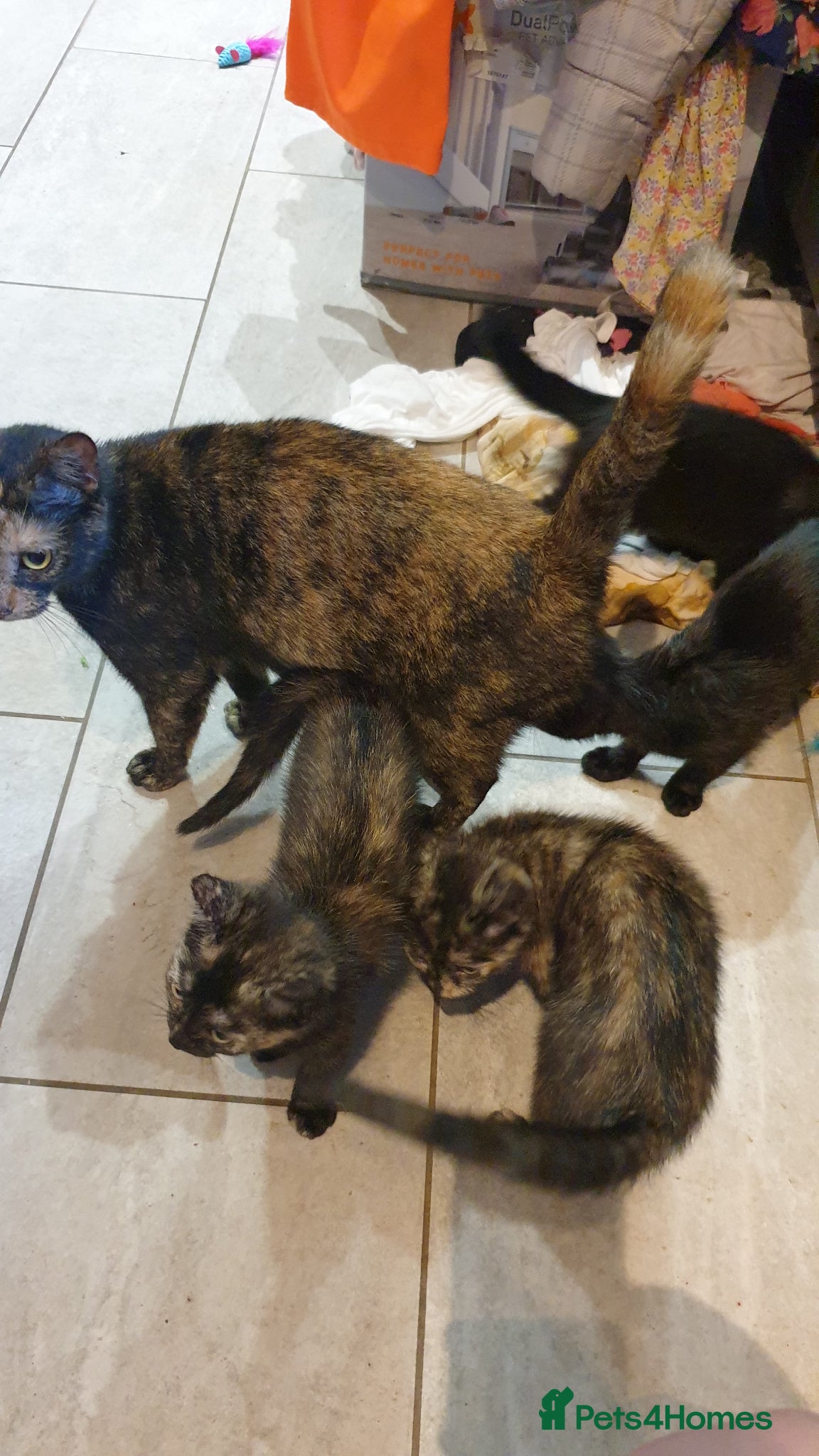 Mixed Breed cats for sale: 4 female kittens  - Advert 1