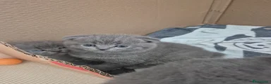 Scottish Fold 3