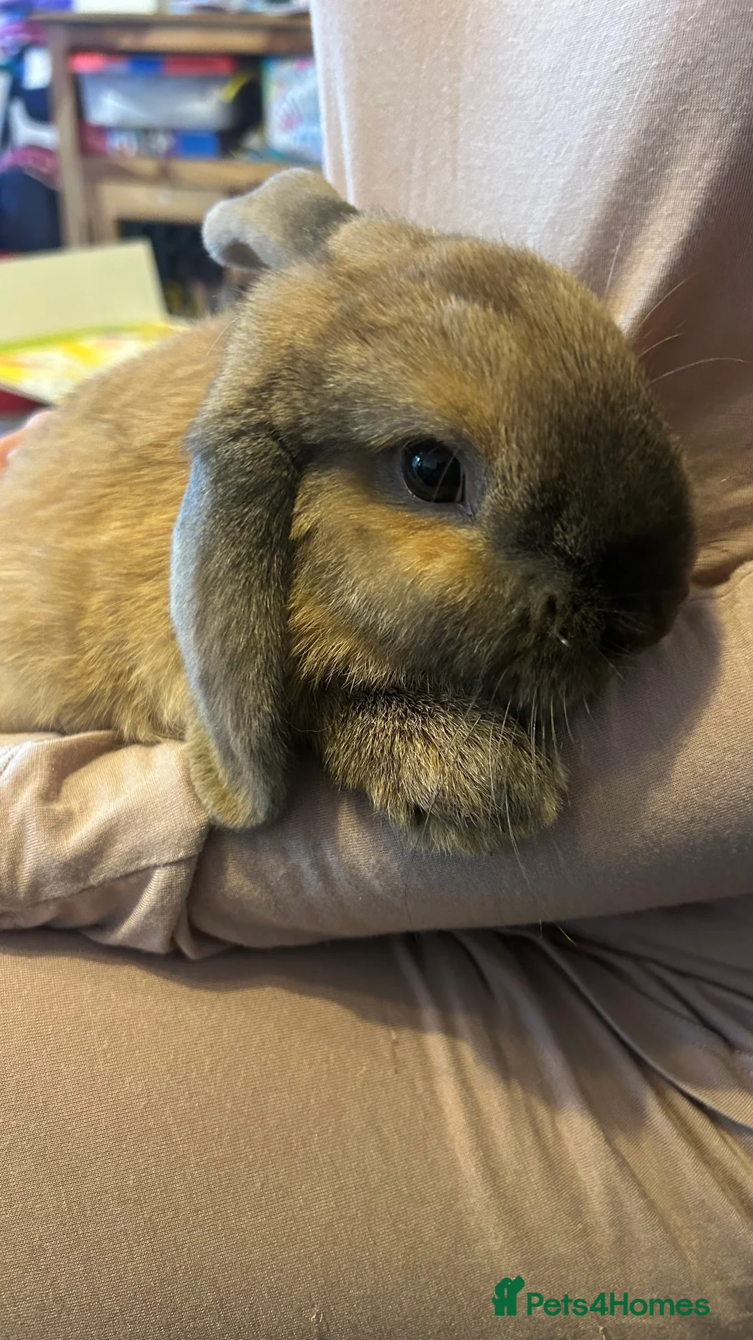 Mini Lop rabbits for sale: Ready immediately  in Basildon - Advert 1