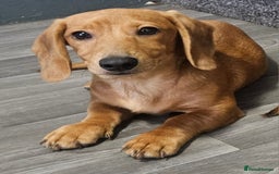 Miniature Dachshund dogs for sale: Miniture dachshund puppys  in Turriff - Image 1
