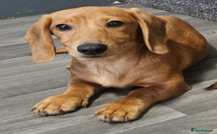 Miniature Dachshund dogs in Turriff - Advert 18
