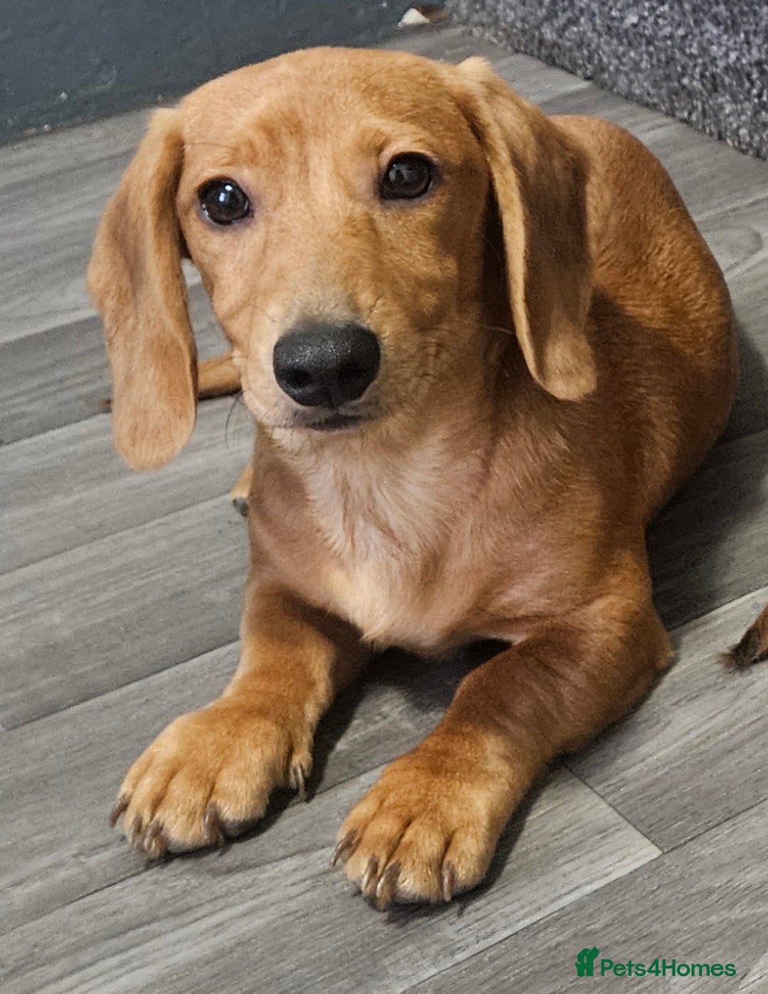 Miniature Dachshund dogs for sale: Miniture dachshund puppys  in Turriff - Image 1