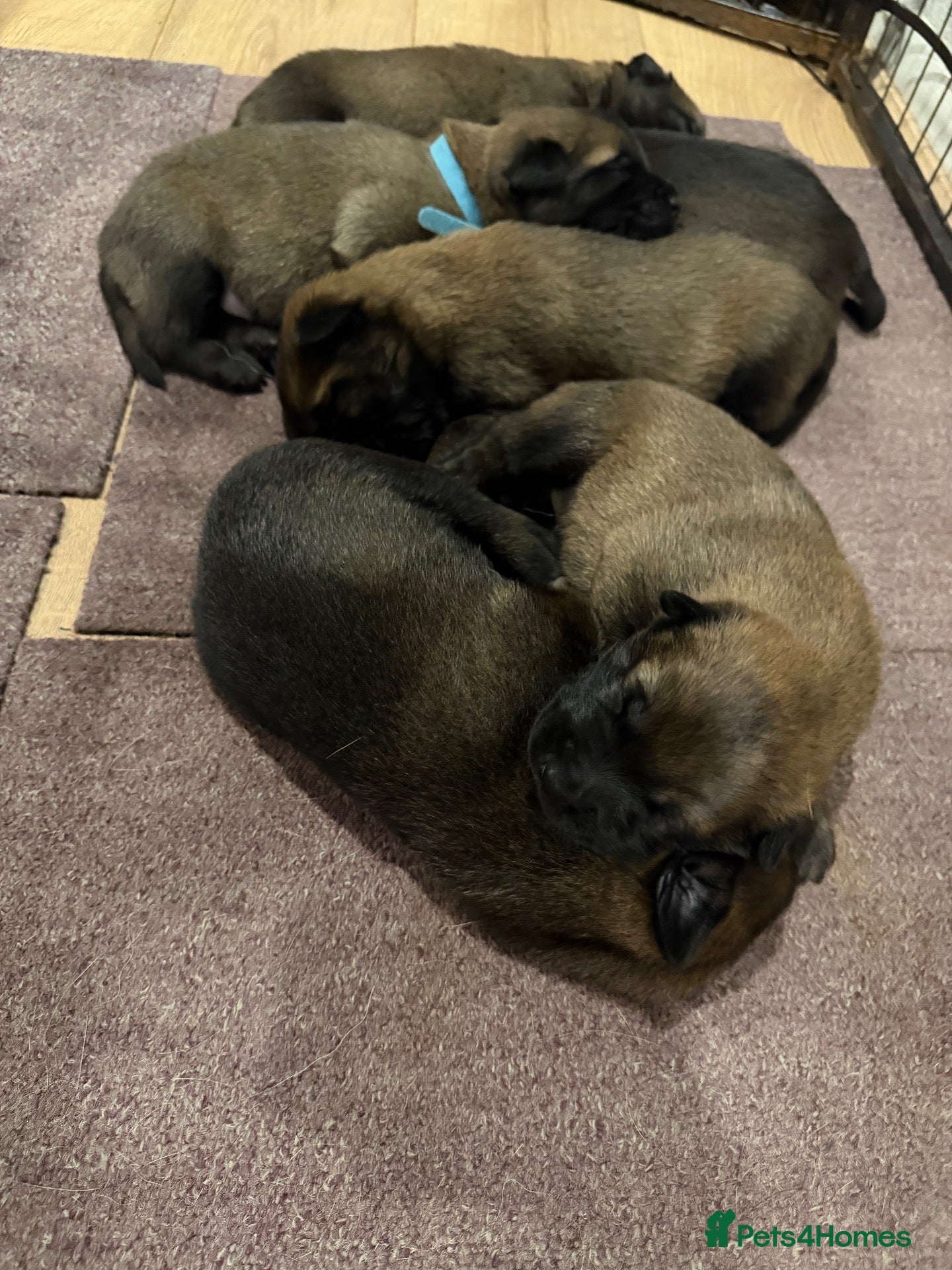 Belgian Shepherd Dog dogs Belgian Malinios Puppy’s - Advert 2