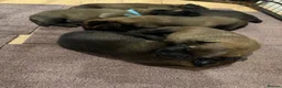 Belgian Shepherd Dog dogs for sale: Belgian Malinios Puppy’s in Liphook - Advert 2